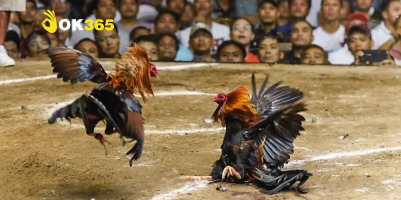 Bí quyết thưởng thức Thomo 888 gà đòn hiệu quả