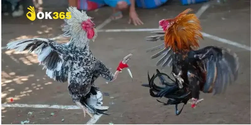 Đá gà cựa dao – Bộ môn thể thao truyền thống đầy kịch tính 4 Các loại cựa dao có trong đá gà