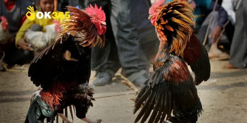 Các loại hình đá gà đòn tại Thomo 888