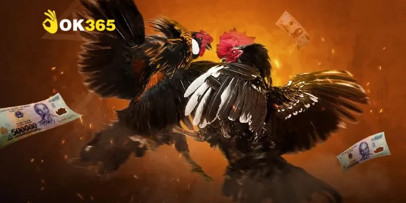 Đá gà có hợp pháp không? Hậu quả pháp lý khi tham gia đá gà ăn tiền