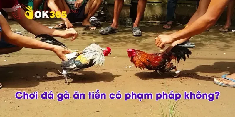 Đá gà có hợp pháp không? Hiểu rõ về quy định cá cược nhé!