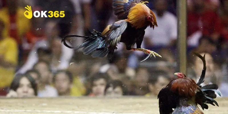 Đá gà cựa dao – Bộ môn thể thao truyền thống đầy kịch tính