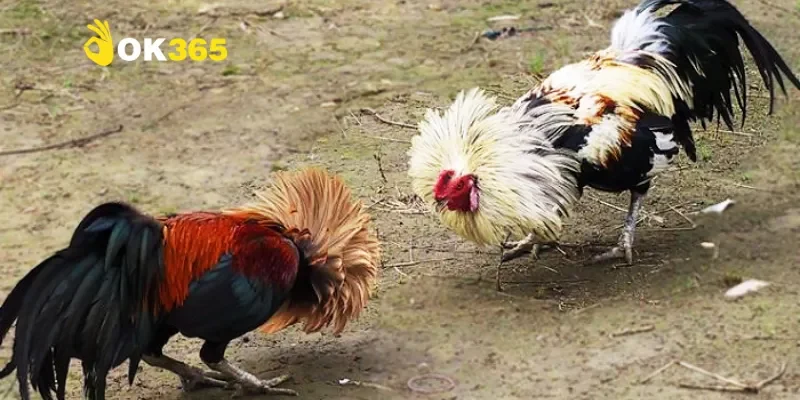 Đá gà trong văn hóa và pháp luật Việt Nam