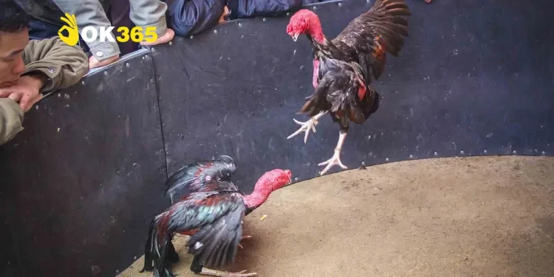 Khám phá Thomo 888 gà đòn - Đấu trường giải trí đỉnh cao