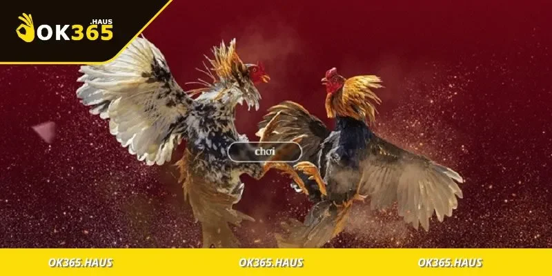 Không khí náo nhiệt và chuyên nghiệp tại sới gà Thomo