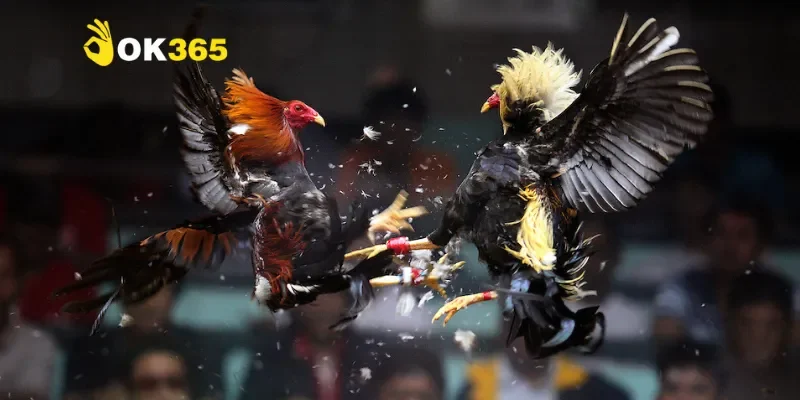 Đá gà Thomo hôm nay - Cập nhật trận đấu đầy kịch tính 3 Lịch thi đấu và kết quả đá gà Thomo hôm nay