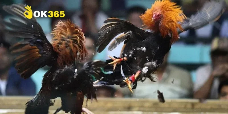 Đá gà cựa dao – Bộ môn thể thao truyền thống đầy kịch tính 3 Luật chơi và cách thức tổ chức trận đấu chuẩn