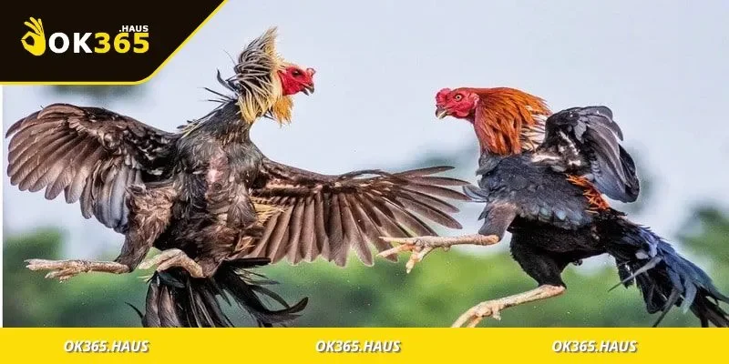 Mẹo chọn màu mạng gà phù hợp với ngày đấu