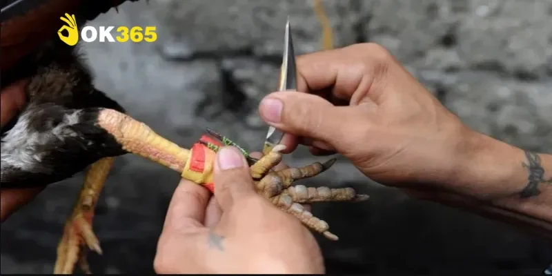 Đá gà cựa dao – Bộ môn thể thao truyền thống đầy kịch tính 2 Nguồn gốc và ý nghĩa của đá gà cựa dao