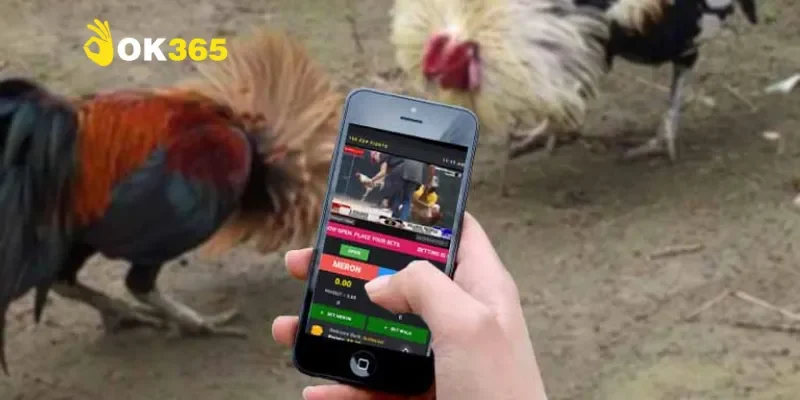 Những lưu ý quan trọng cần biết khi tham gia đá gà mạng