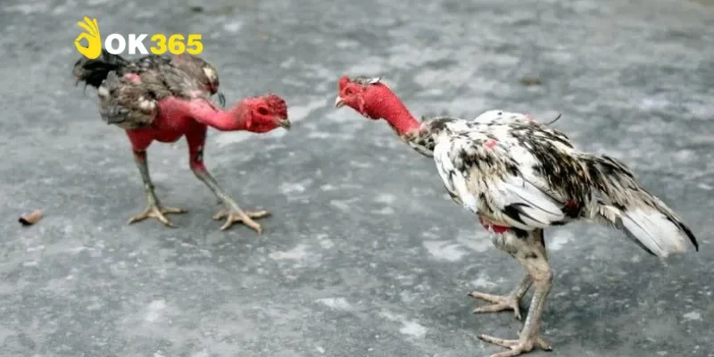 Tổng quan về Thomo 888 gà đòn