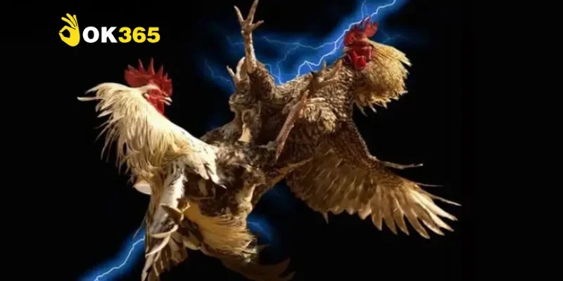 Vì sao đá gà Trực Tiếp C1 thu hút người chơi?